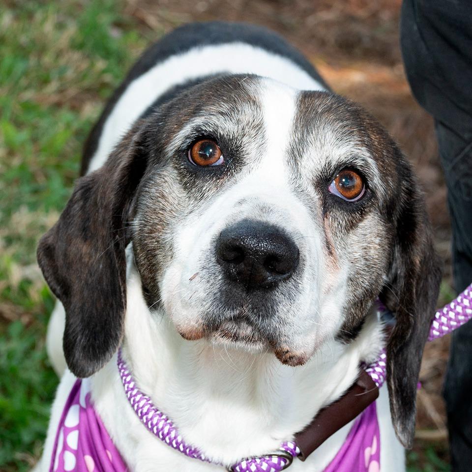 Enlarge Miley, a Adoptable Hound in Troy, OH image 2/3