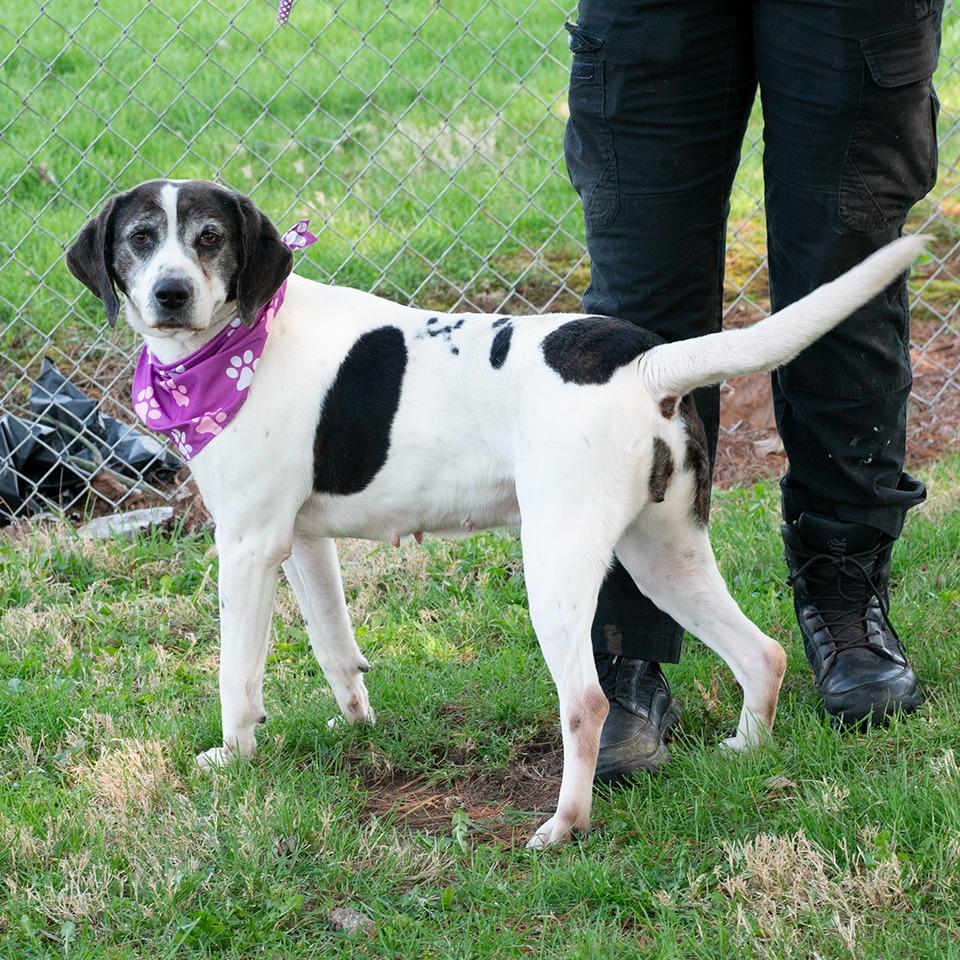 Enlarge Miley, a Adoptable Hound in Troy, OH image 3/3