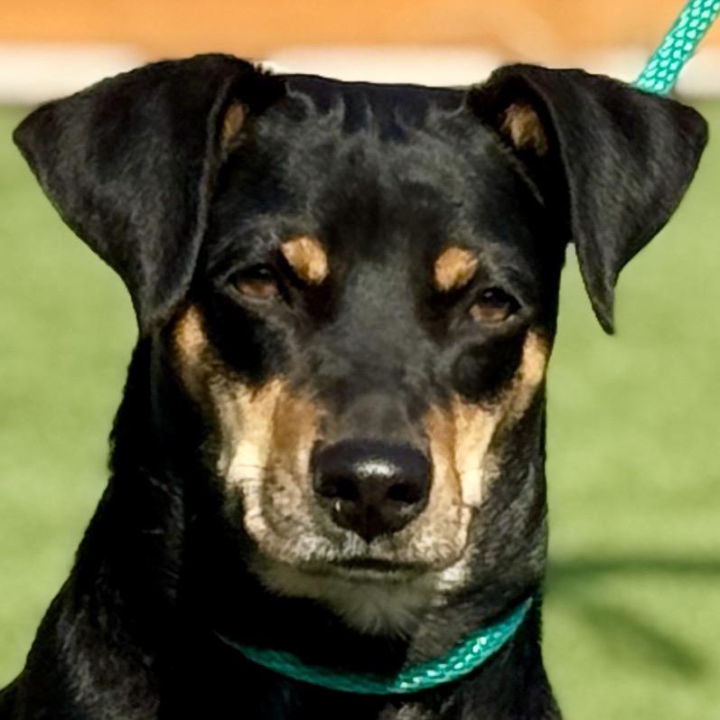 Glory, a Adoptable mixed breed in Austin, TX image 3/6