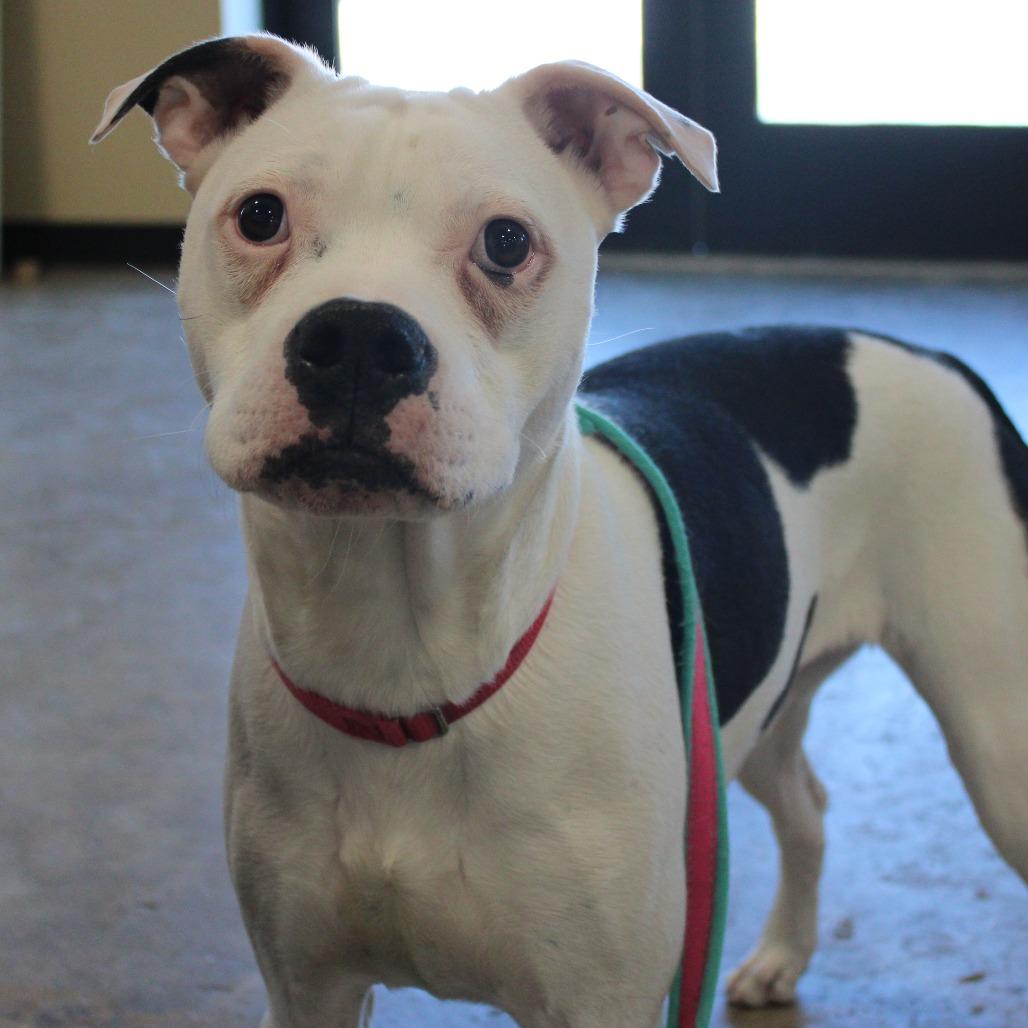 Jax, Adoptable, Young Male Boxer & Pit Bull Terrier.