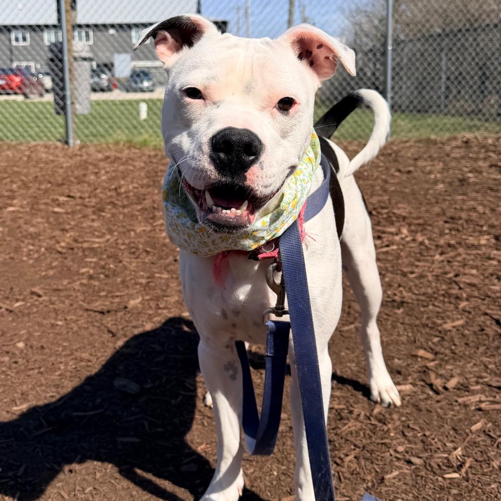 Jax, Adoptable, Young Male Boxer & American Bulldog.