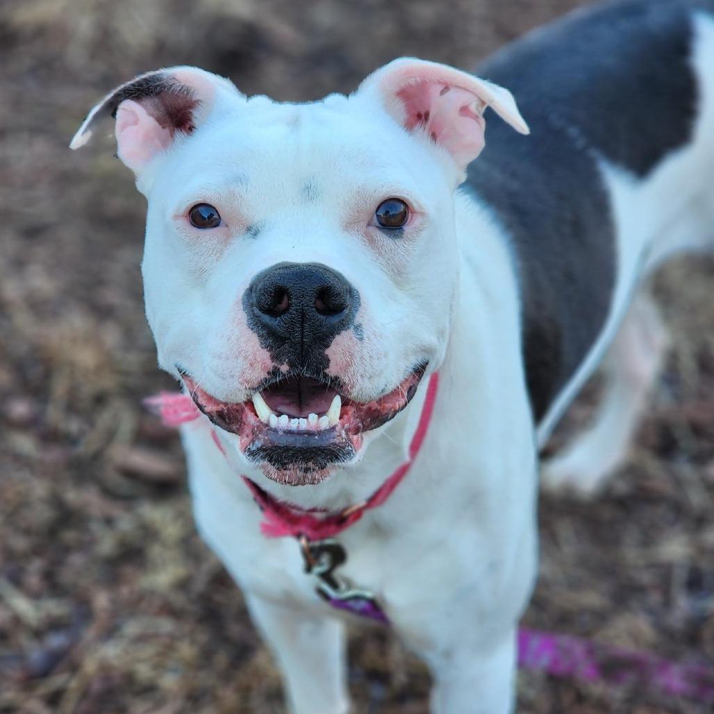 Jax, Adoptable, Young Male Boxer & Pit Bull Terrier.