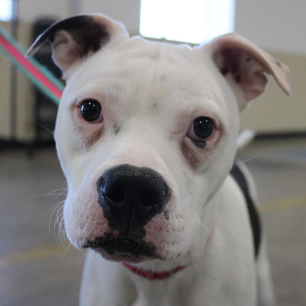 Enlarge Jax, a Adoptable mixed breed in Champaign, IL image 3/3