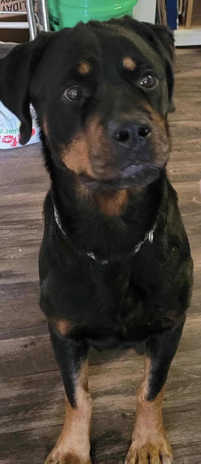 DELTA, ADOPTABLE, Adult Female Rottweiler.