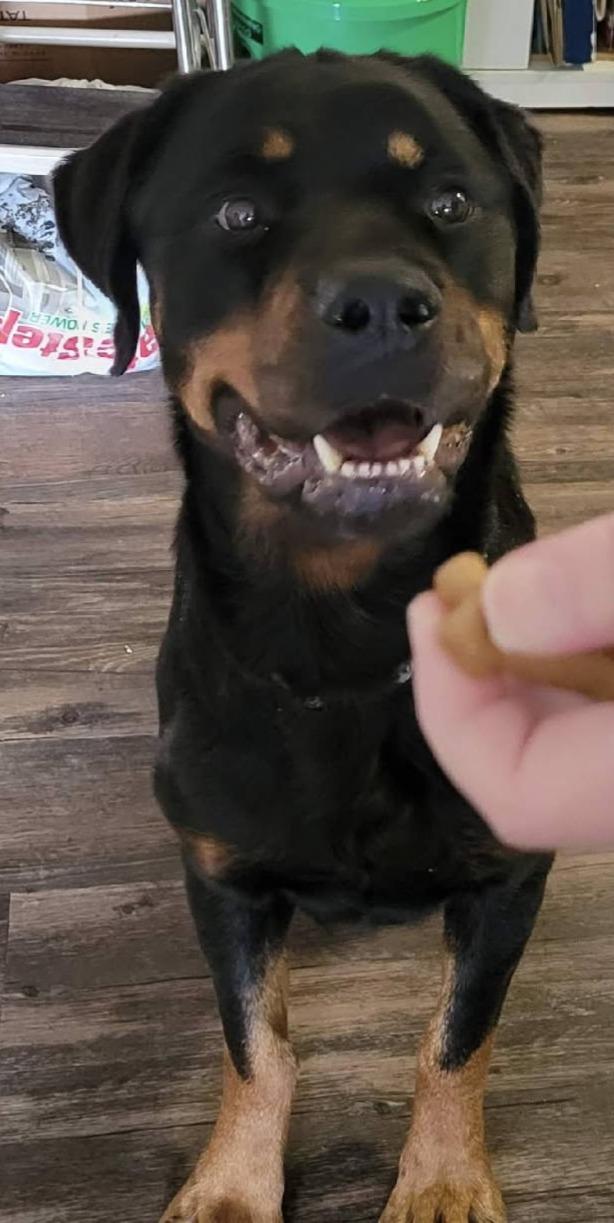 Enlarge DELTA, a ADOPTABLE Rottweiler in Oswego, IL image 2/2