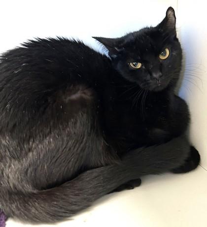 Lark- BONDED TO HICCUP, Adoptable, Adult Female Domestic Short Hair.