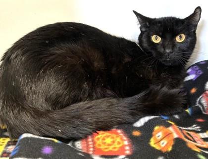 Enlarge Lark- BONDED TO HICCUP, a Adoptable Domestic Short Hair in Stanwood, WA image 2/2