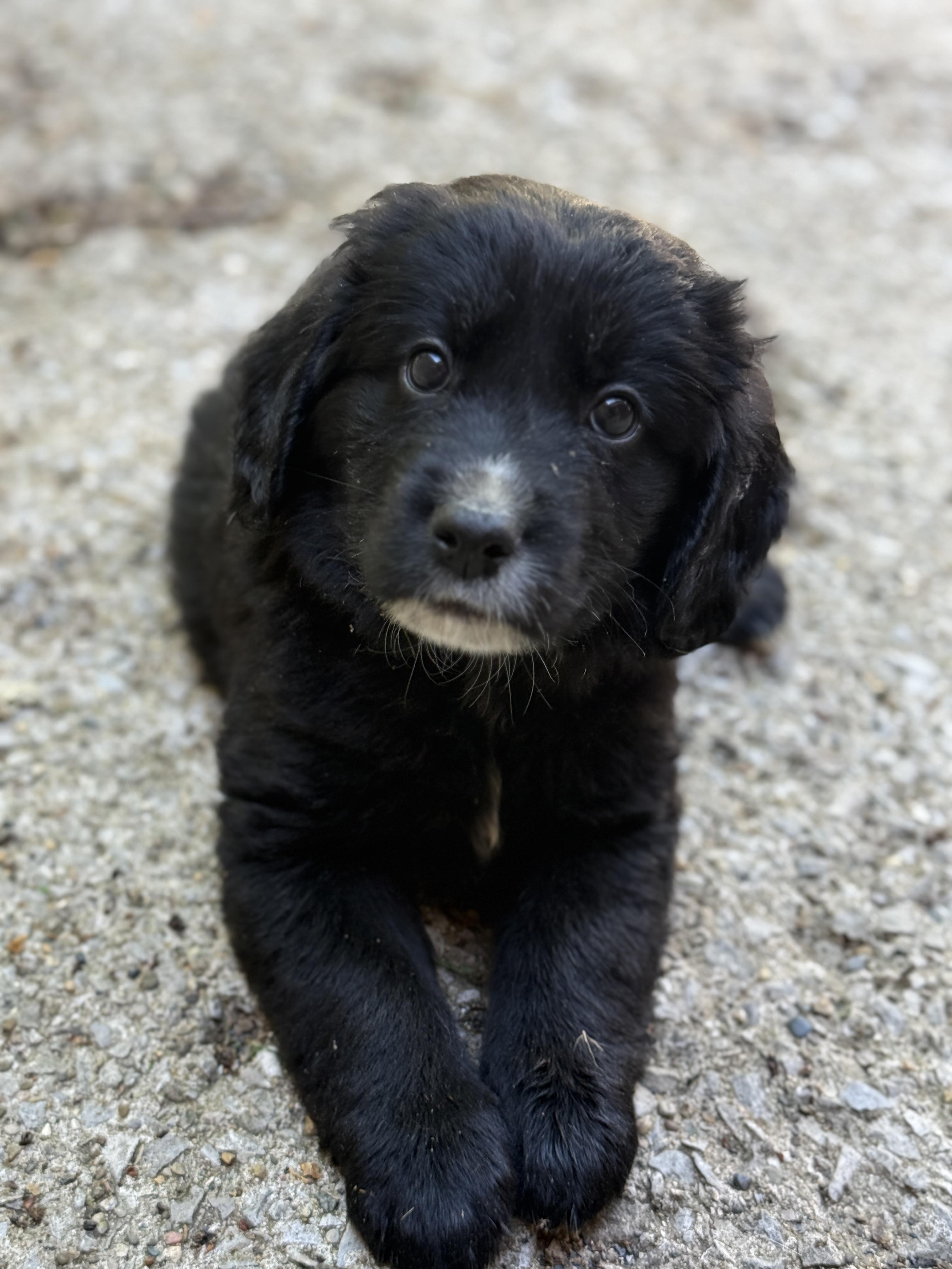 Kaden, a ADOPTABLE mixed breed in Jeffersonville, IN image 1/3