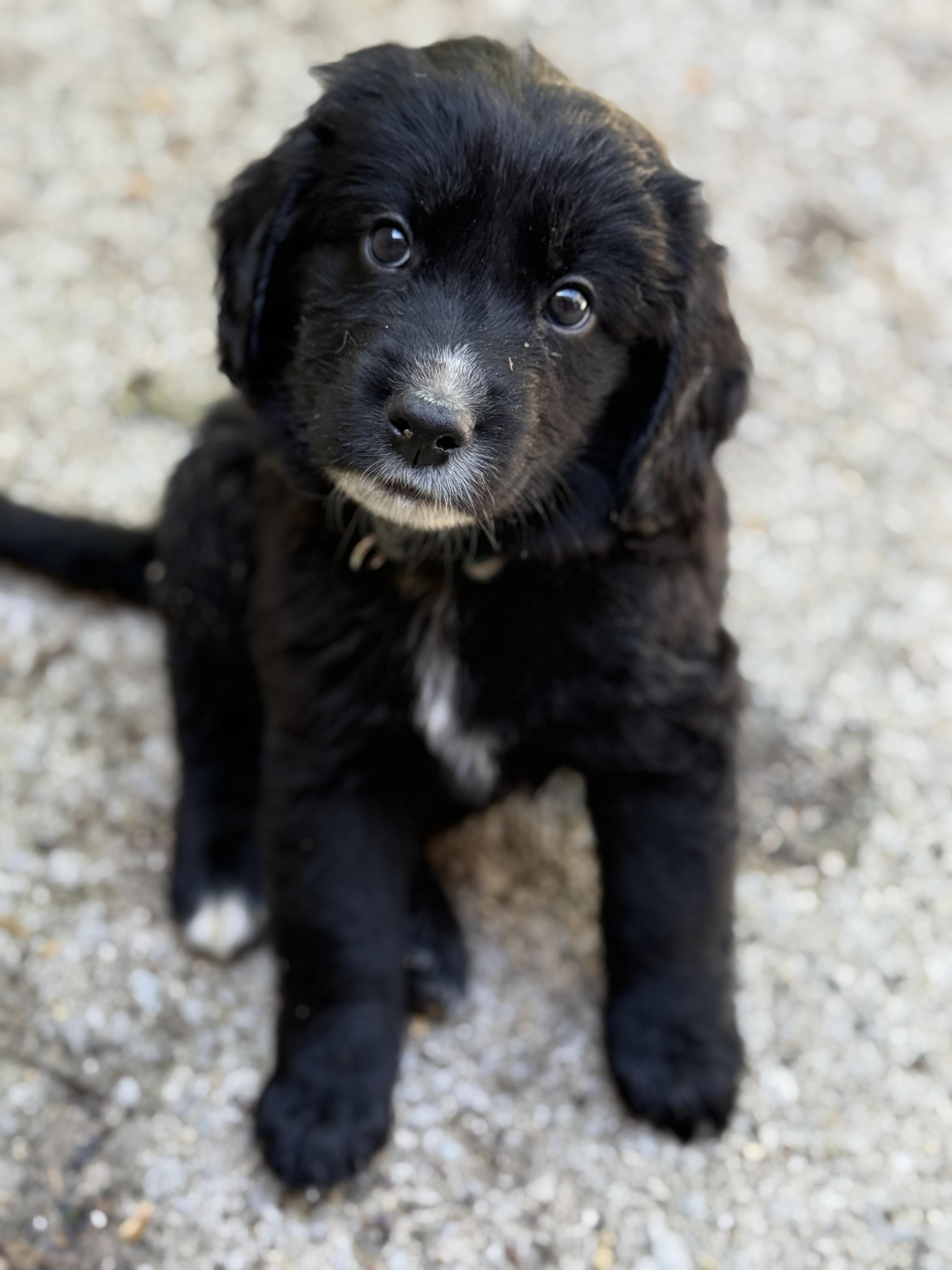 Kaden, a ADOPTABLE mixed breed in Jeffersonville, IN image 2/3