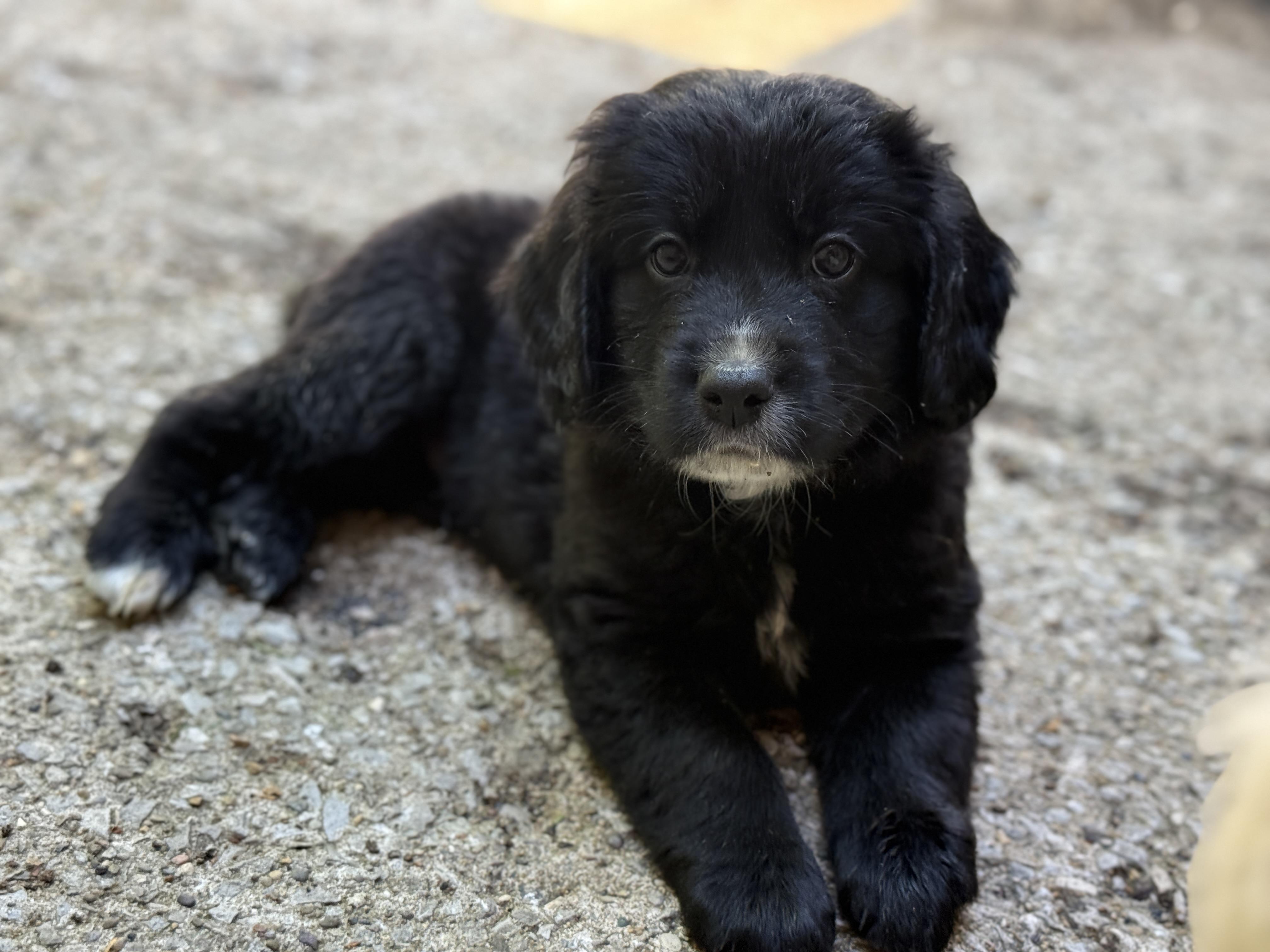 Kaden, a ADOPTABLE mixed breed in Jeffersonville, IN image 3/3