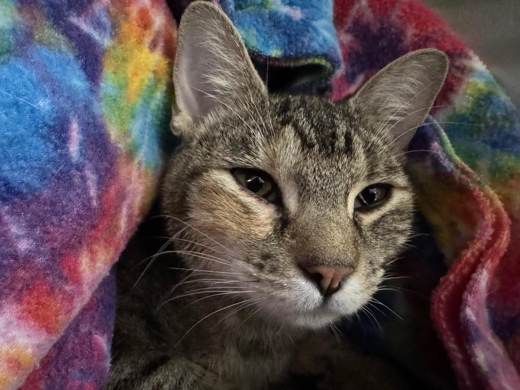 Enlarge Selene, a Adoptable mixed breed in Hot Springs, AR image 1/2