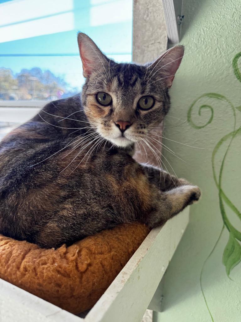 Enlarge Selene, a Adoptable mixed breed in Hot Springs, AR image 2/2