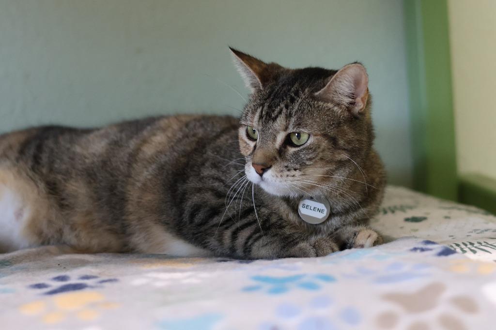 Enlarge Selene, a Adoptable mixed breed in Hot Springs, AR image 3/3