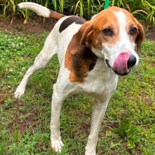 Enlarge King, a Adoptable mixed breed in Washington DC, DC image 1/4