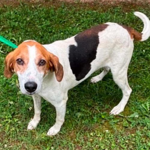 Enlarge King, a Adoptable mixed breed in Washington DC, DC image 2/4