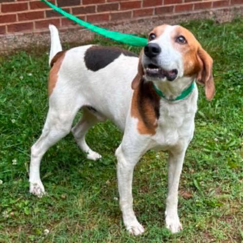 Enlarge King, a Adoptable mixed breed in Washington DC, DC image 3/4