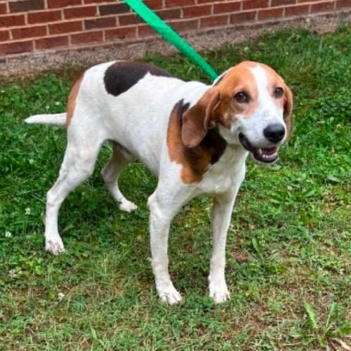 Enlarge King, a Adoptable mixed breed in Washington DC, DC image 4/4
