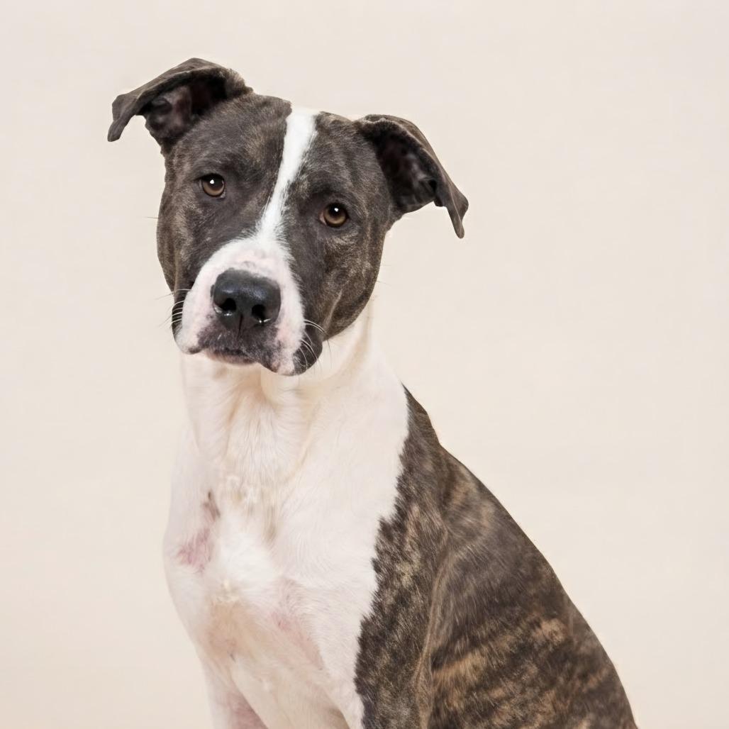 Enlarge Dolly2, a Adoptable mixed breed in Enid, OK image 3/3