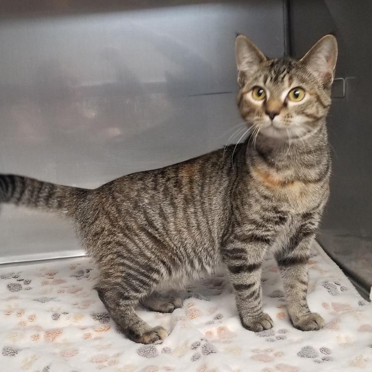 Foxie, Adoptable, Young Female Domestic Short Hair.