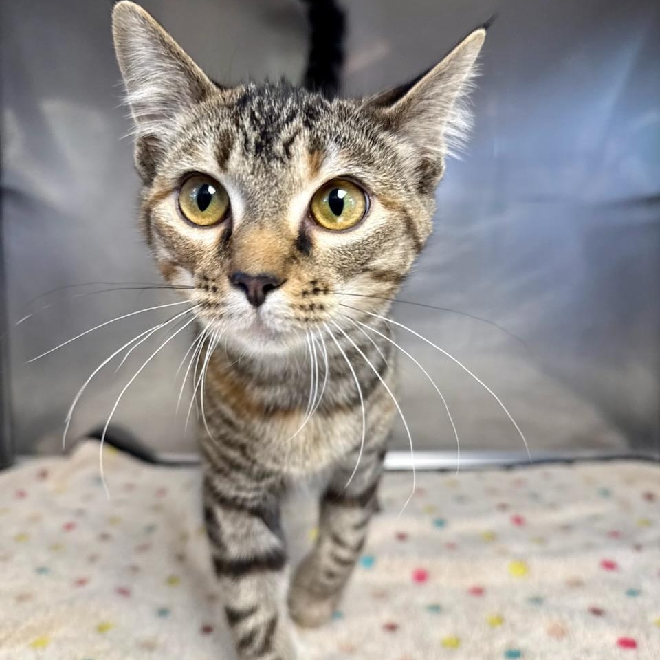 Enlarge Foxie, a Adoptable Domestic Short Hair in Greensburg, PA image 3/3