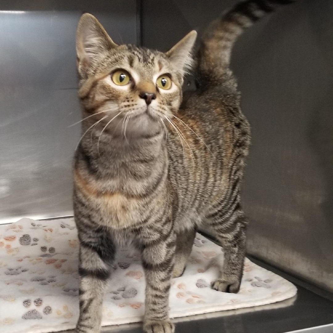 Enlarge Foxie, a Adoptable Domestic Short Hair in Greensburg, PA image 2/2