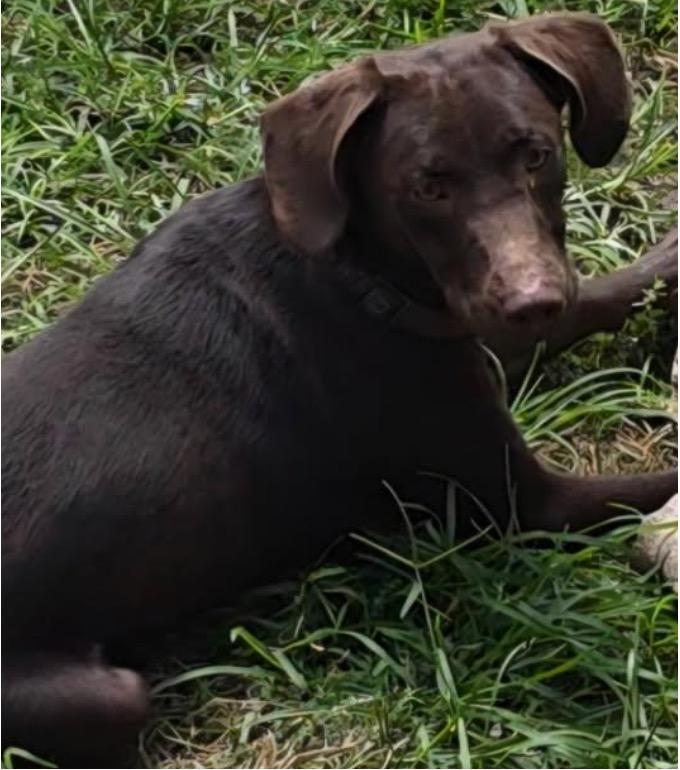 Enlarge Max, an adopted Labrador Retriever in Rock Hill, NY image 1/2