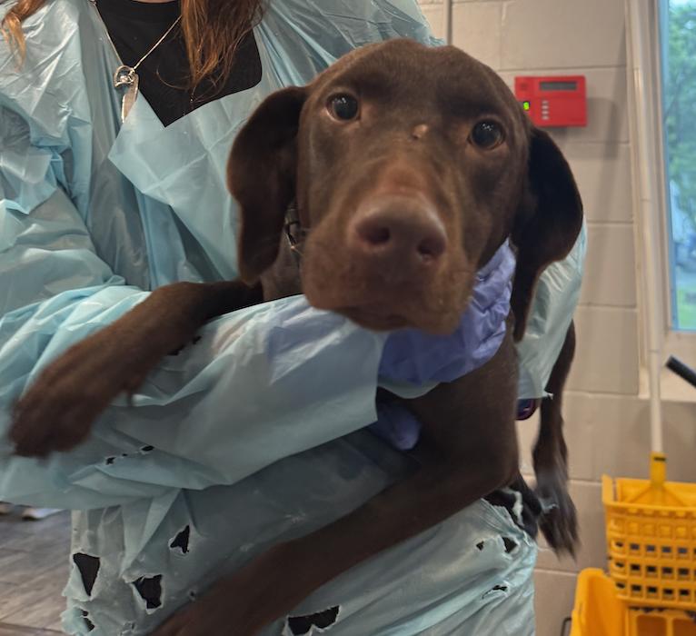 Enlarge Max, an adopted Labrador Retriever in Rock Hill, NY image 2/2