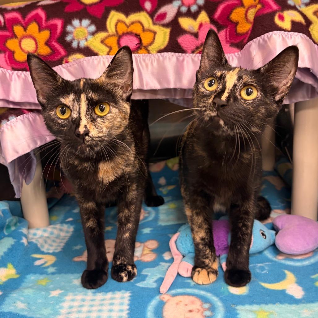 Ya Ya, Adoptable, Young Female Domestic Short Hair.