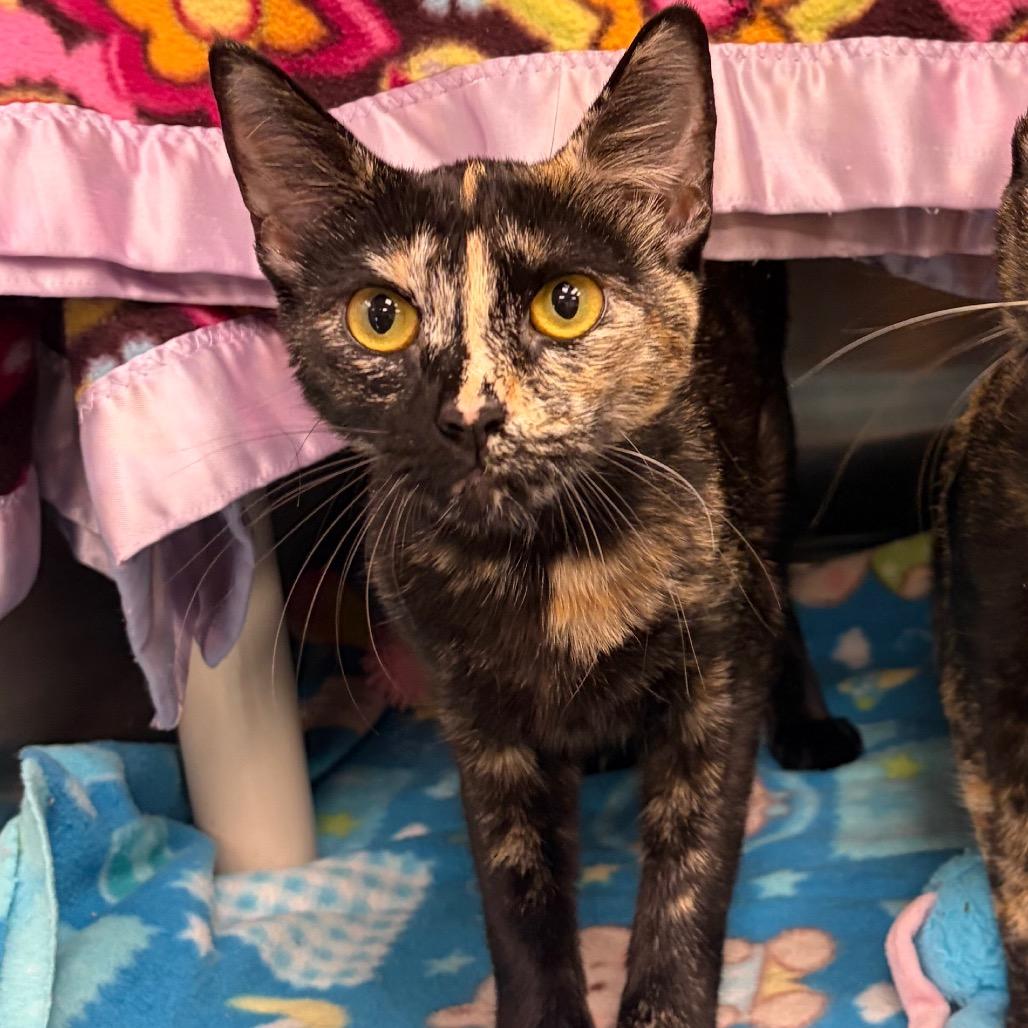 Ya Ya, a Adoptable Domestic Short Hair in Keizer, OR image 2/2