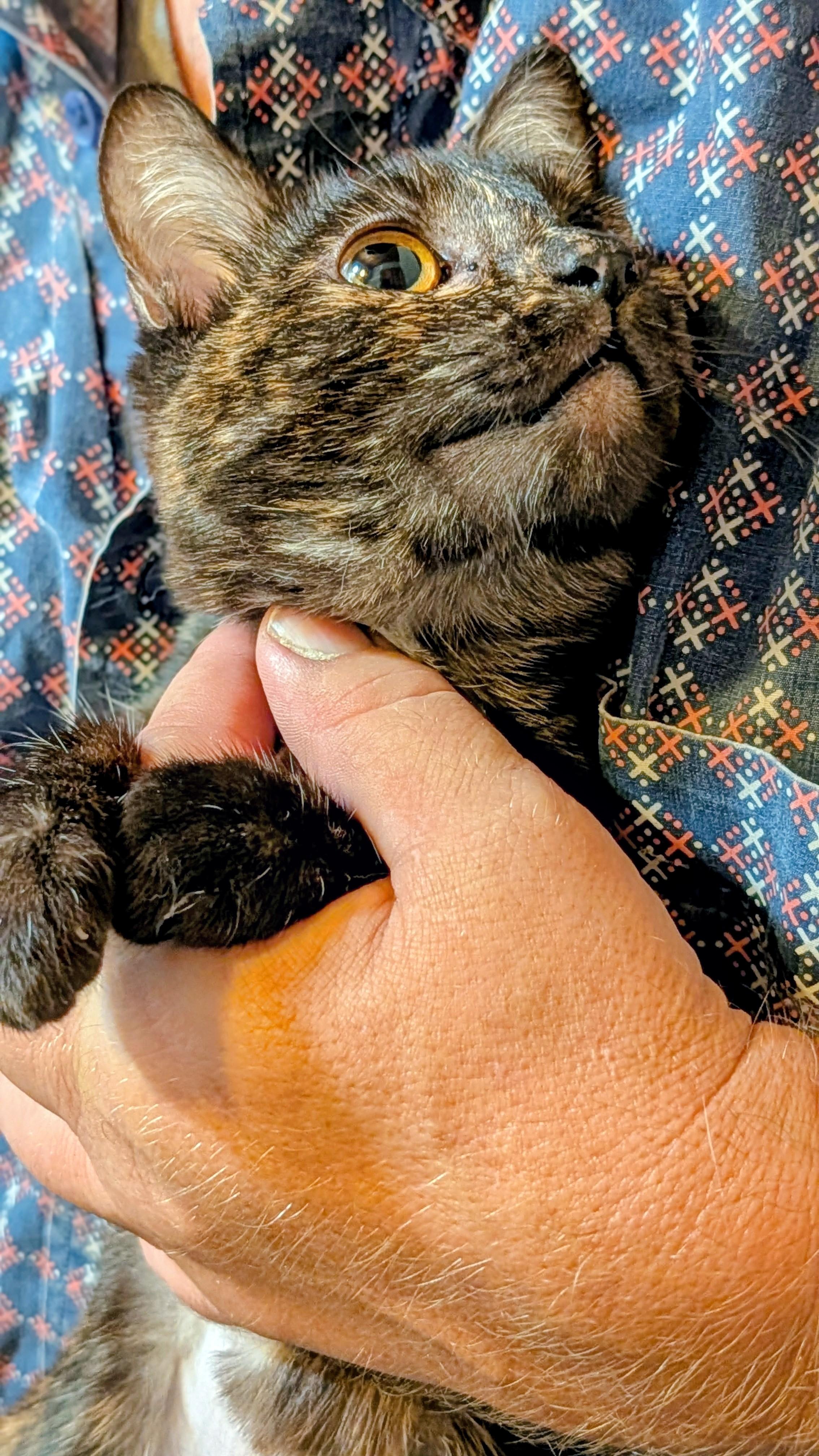 Enlarge LaBooBoo, a Adoptable Tortoiseshell in Pena Blanca, NM image 4/5