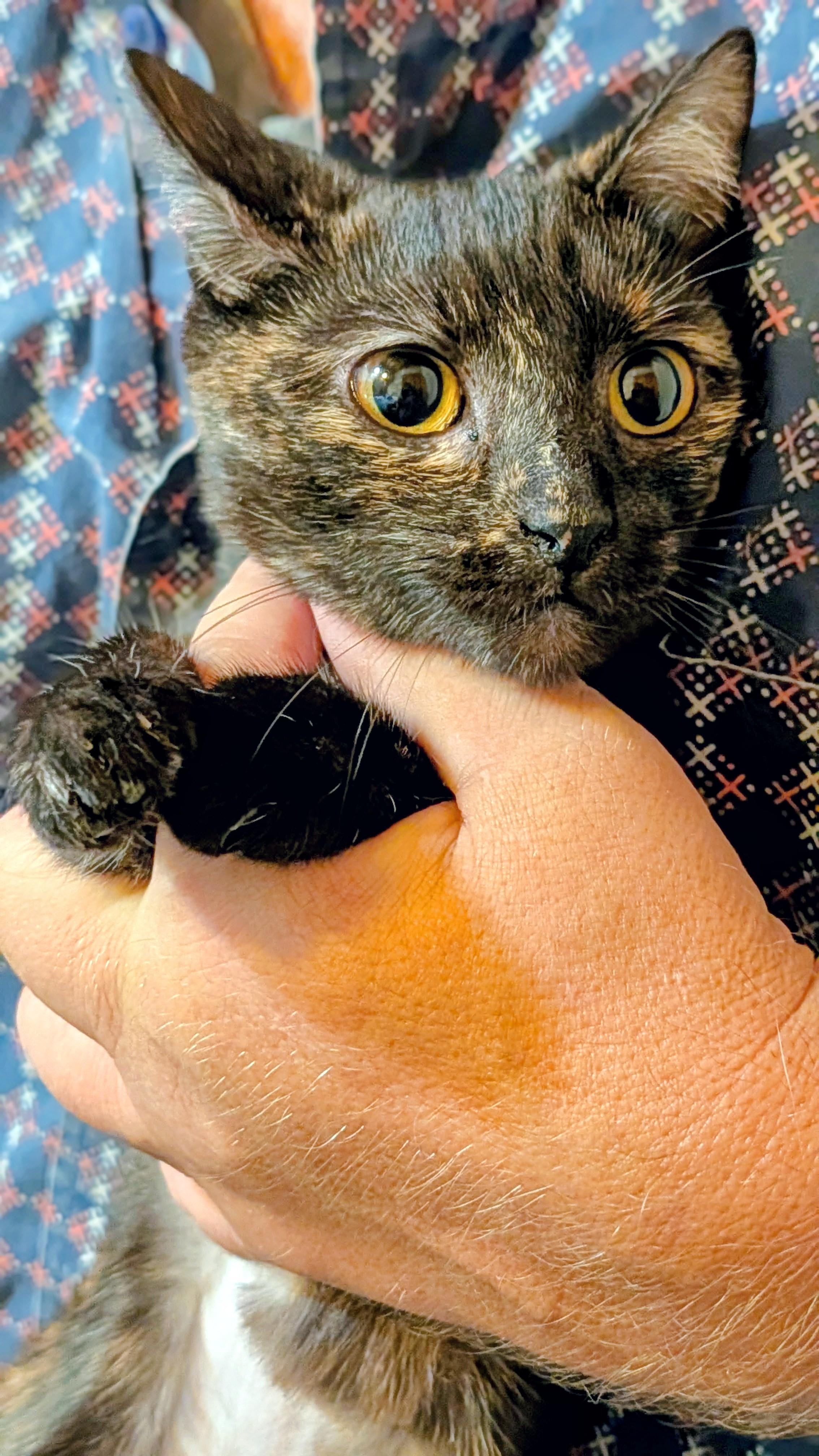 Enlarge LaBooBoo, a Adoptable Tortoiseshell in Pena Blanca, NM image 5/5