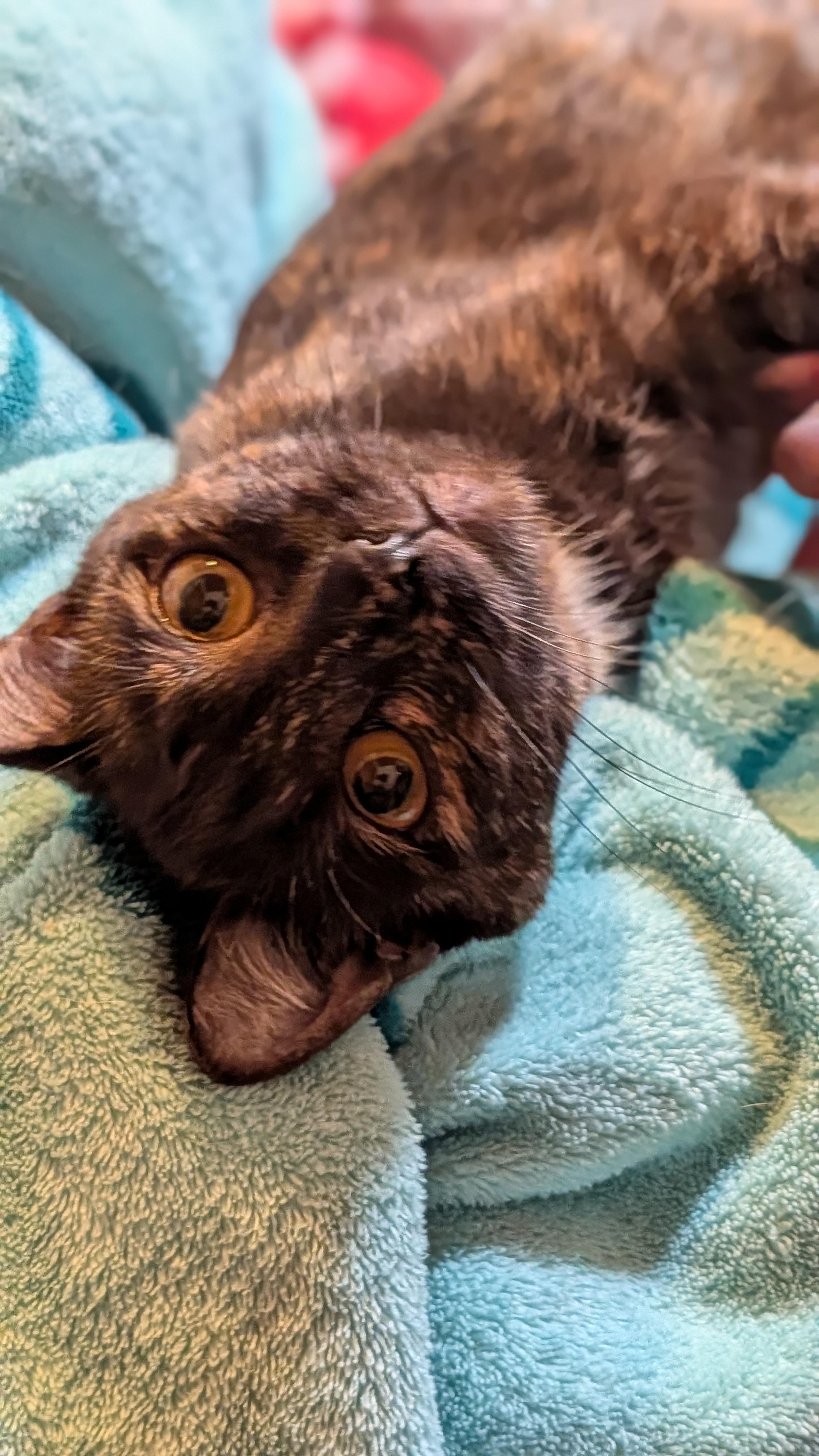 LaBooBoo, Adoptable, Adult Female Tortoiseshell.