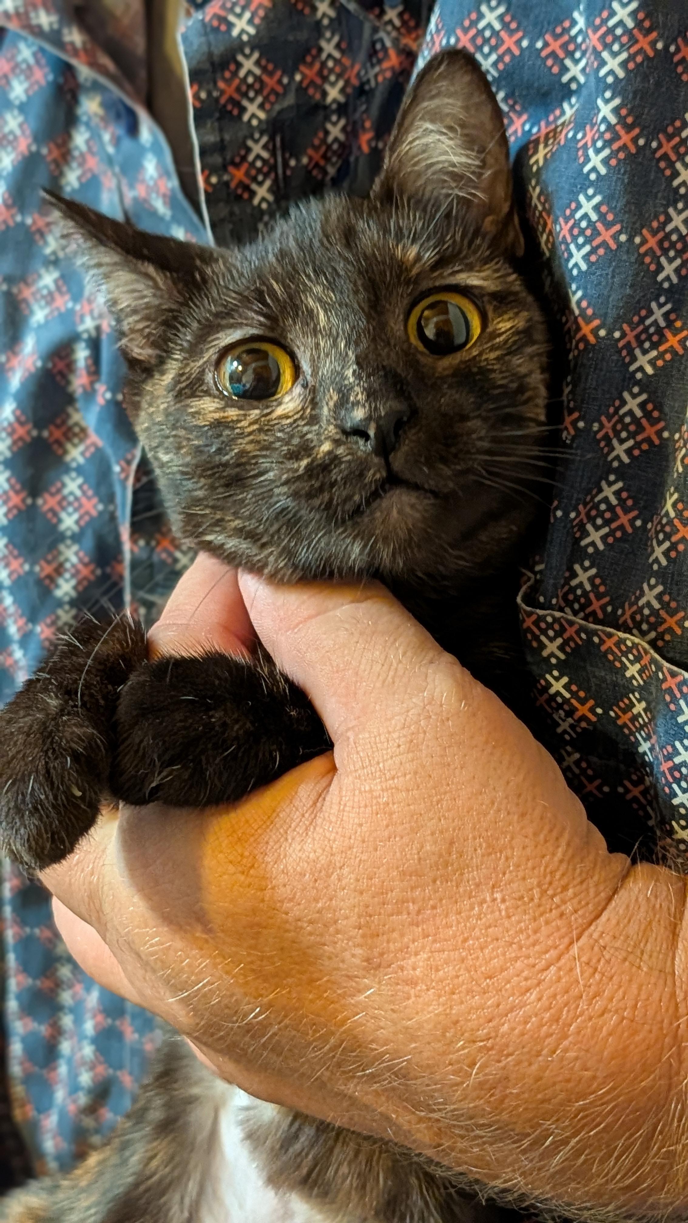 Enlarge LaBooBoo, a Adoptable Tortoiseshell in Pena Blanca, NM image 3/5