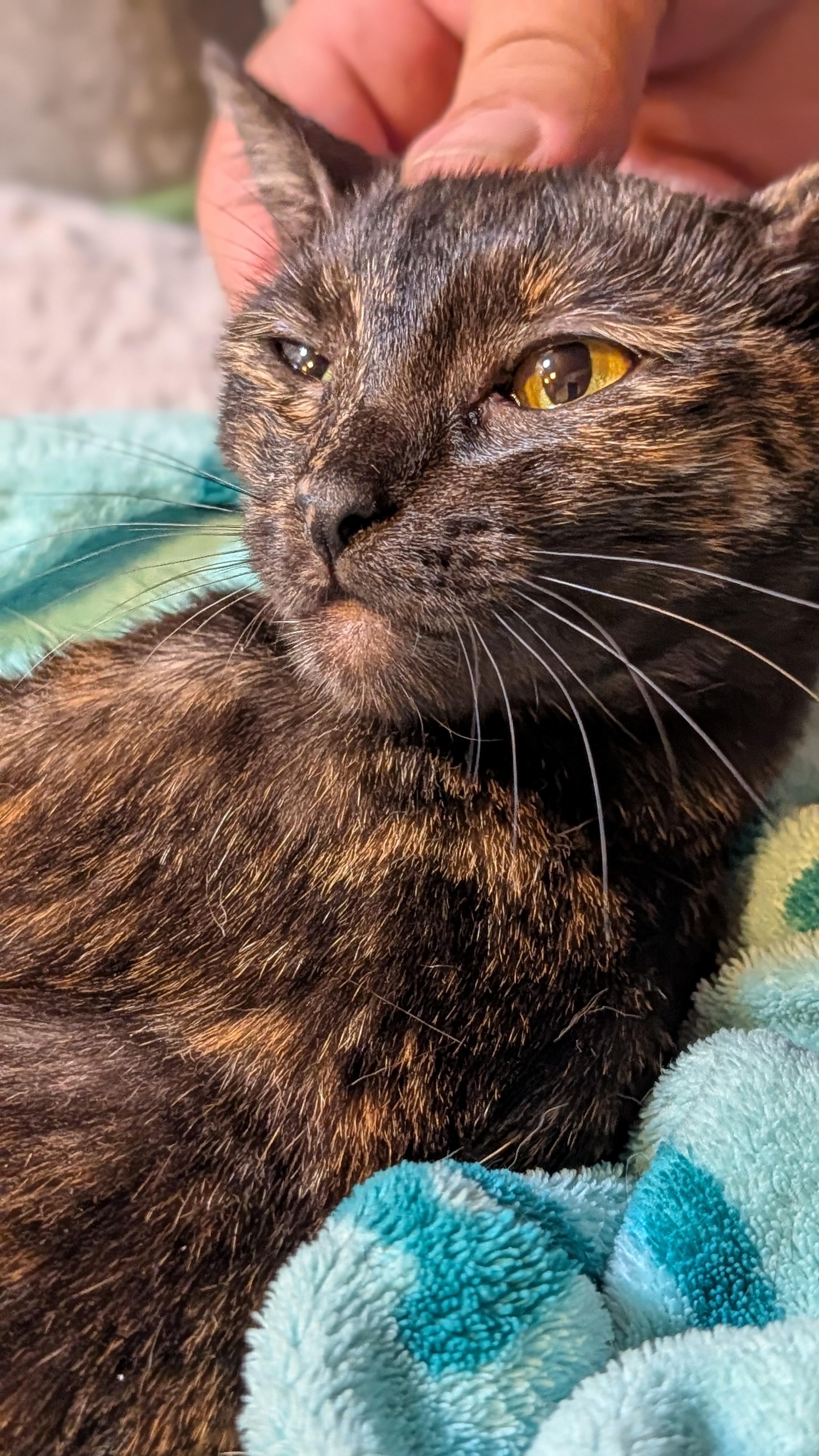 Enlarge LaBooBoo, a Adoptable Tortoiseshell in Pena Blanca, NM image 2/5