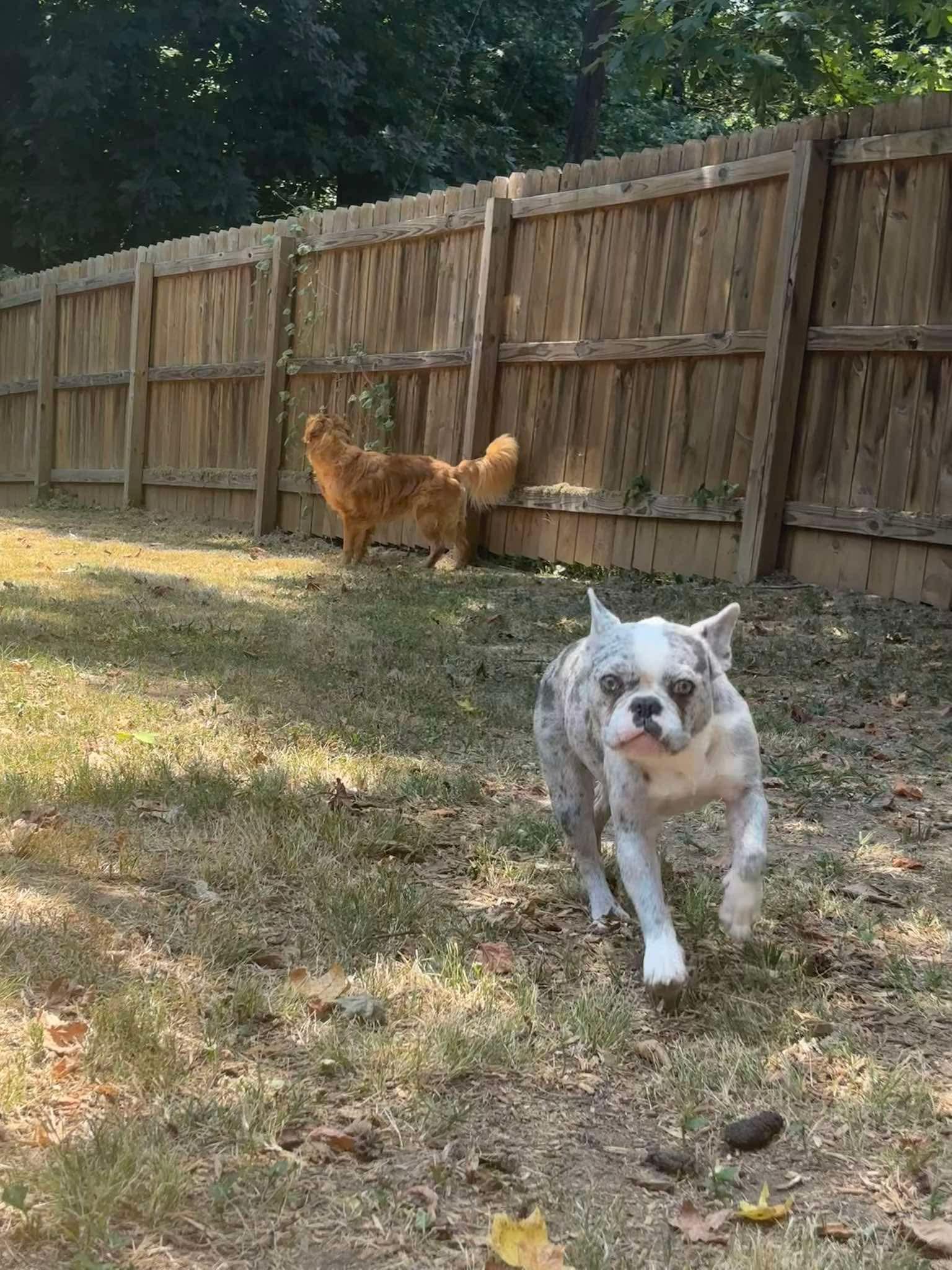 Enlarge Stormi - (Bryana-Fostered in TN), an adopted French Bulldog in Brooklyn, CT image 6/6