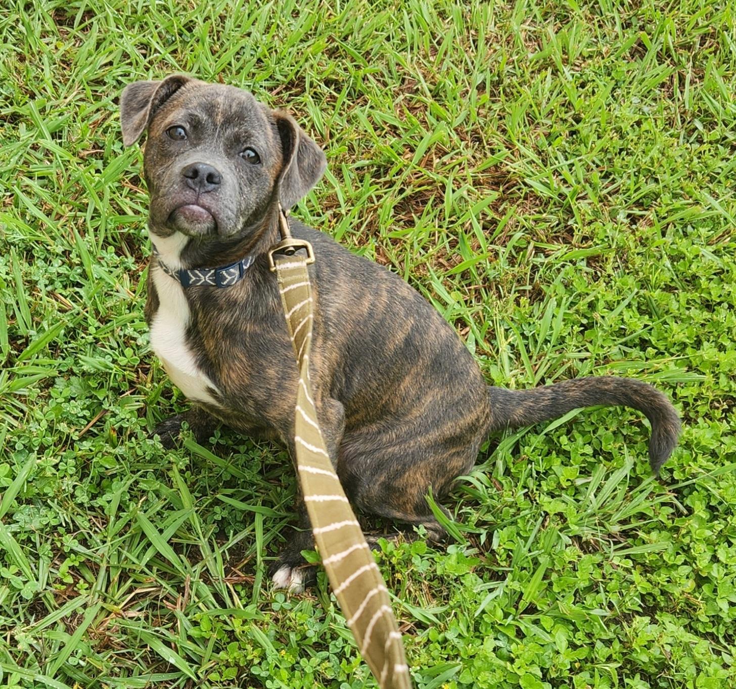 Lucy, a ADOPTABLE mixed breed in Baton Rouge, LA image 1/6