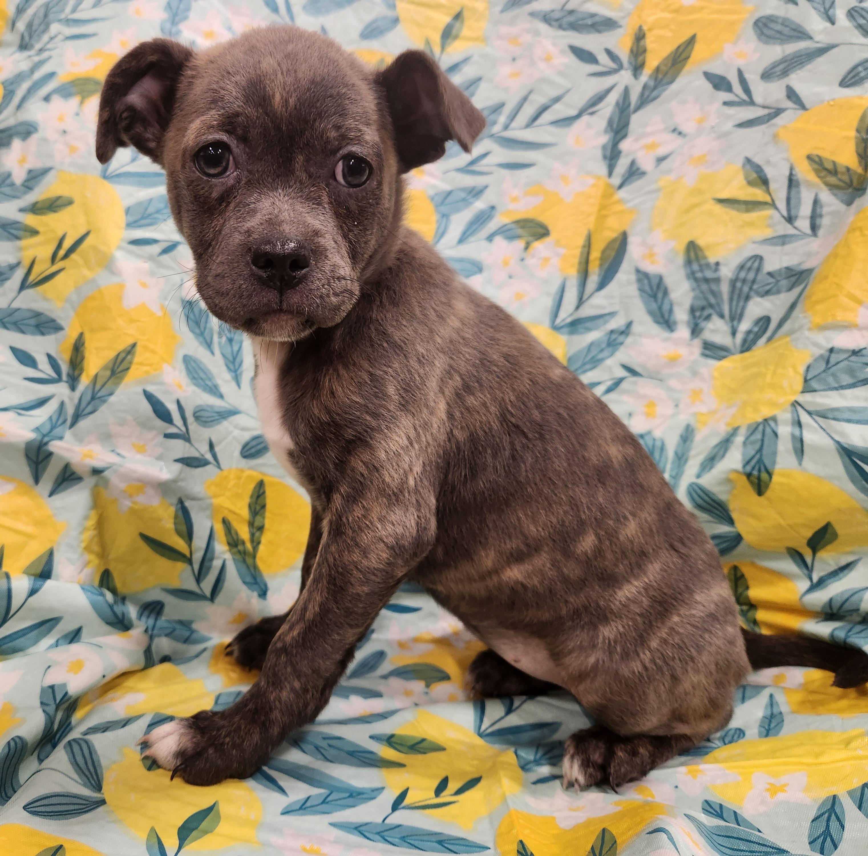 Enlarge Lucy Taking Applications Only , a ADOPTABLE mixed breed in Baton Rouge, LA image 4/4