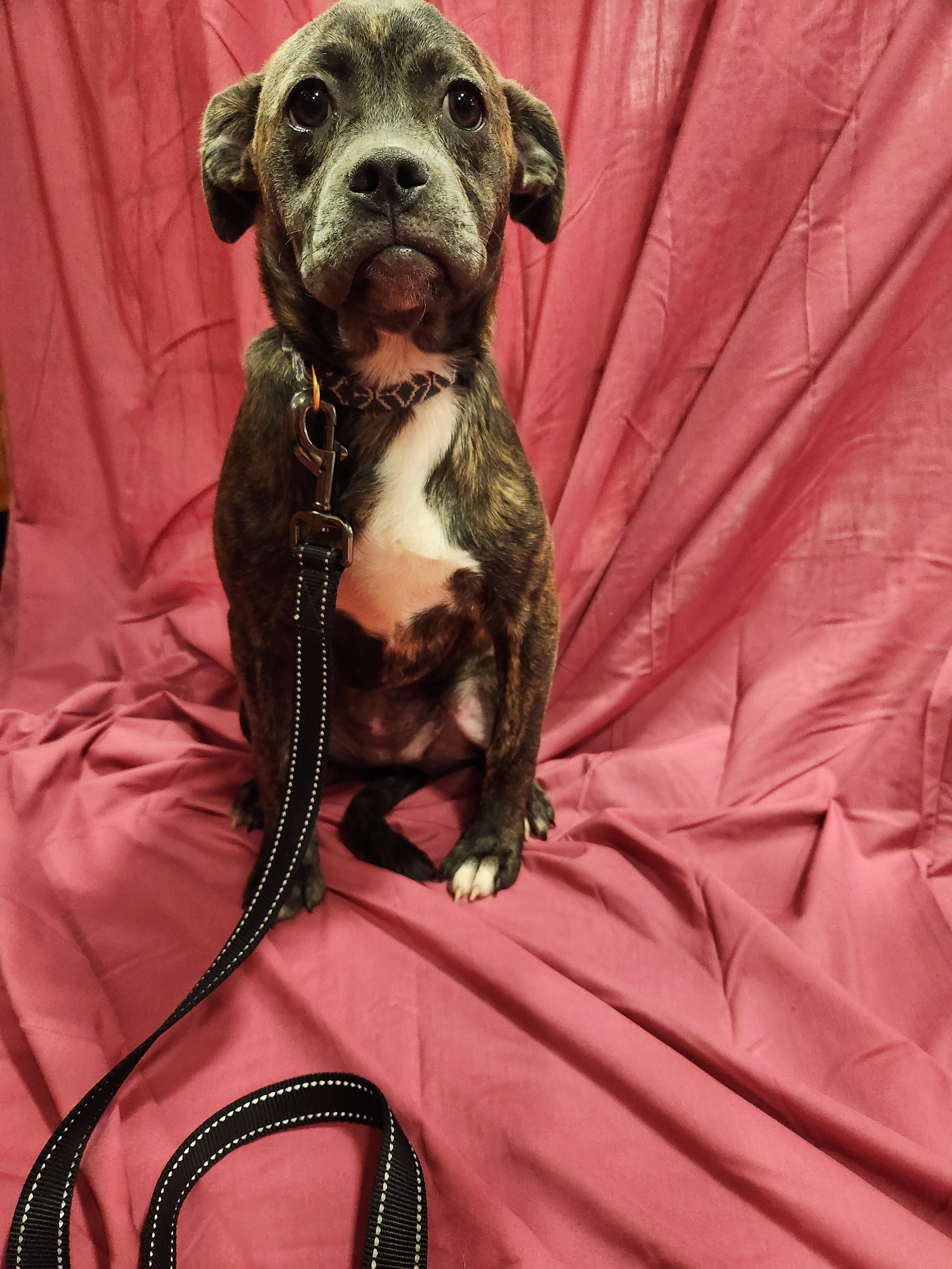 Lucy, a ADOPTABLE mixed breed in Baton Rouge, LA image 6/6