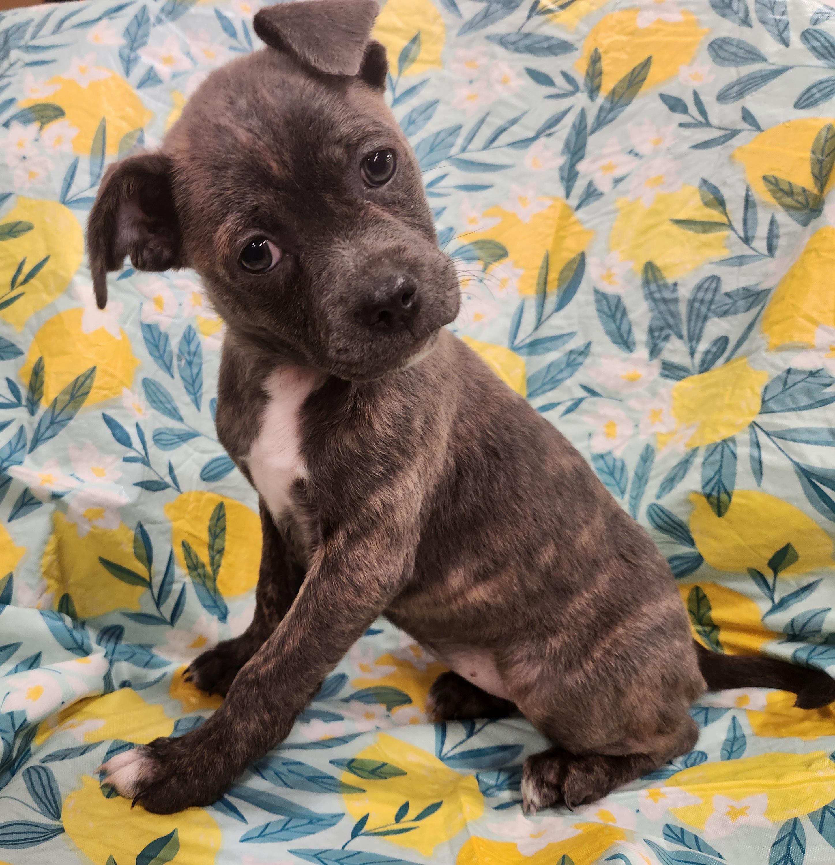 Enlarge Lucy Taking Applications Only , a ADOPTABLE mixed breed in Baton Rouge, LA image 1/4