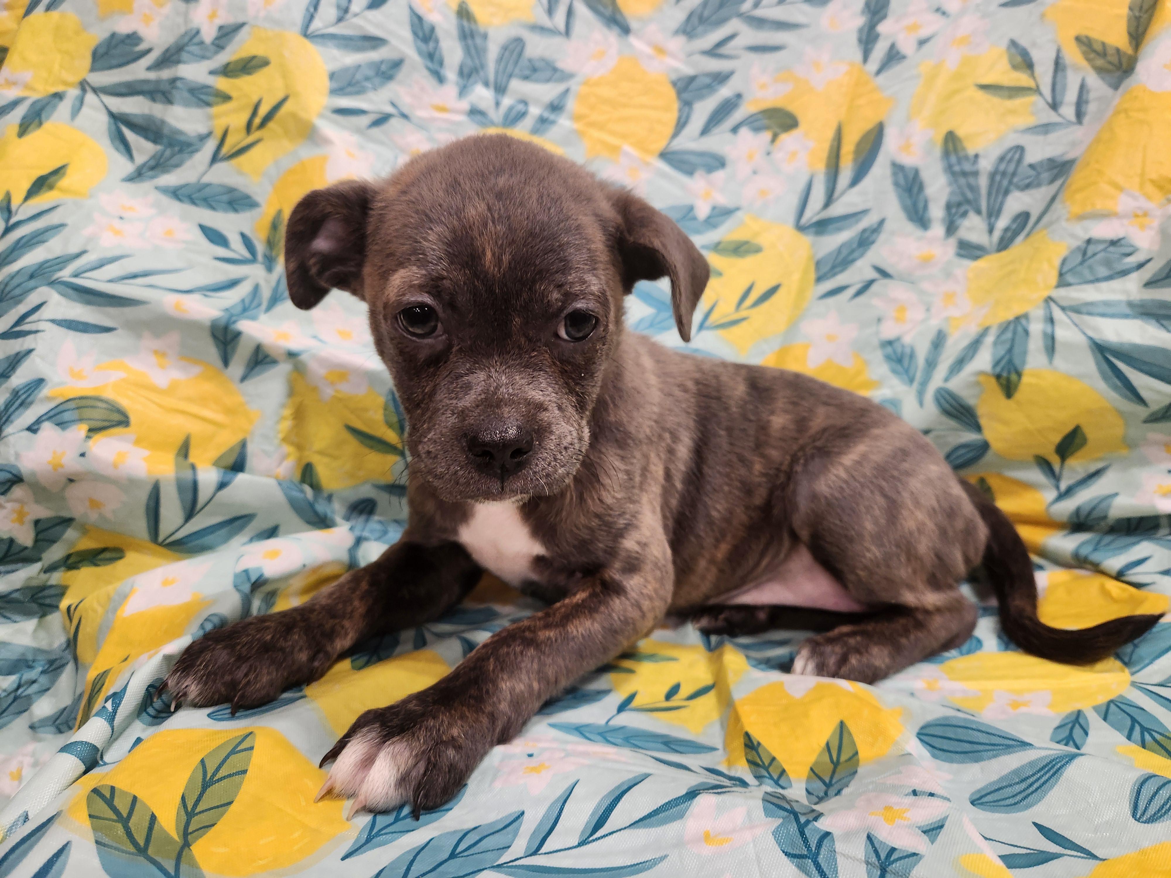 Enlarge Lucy Taking Applications Only , a ADOPTABLE mixed breed in Baton Rouge, LA image 3/4