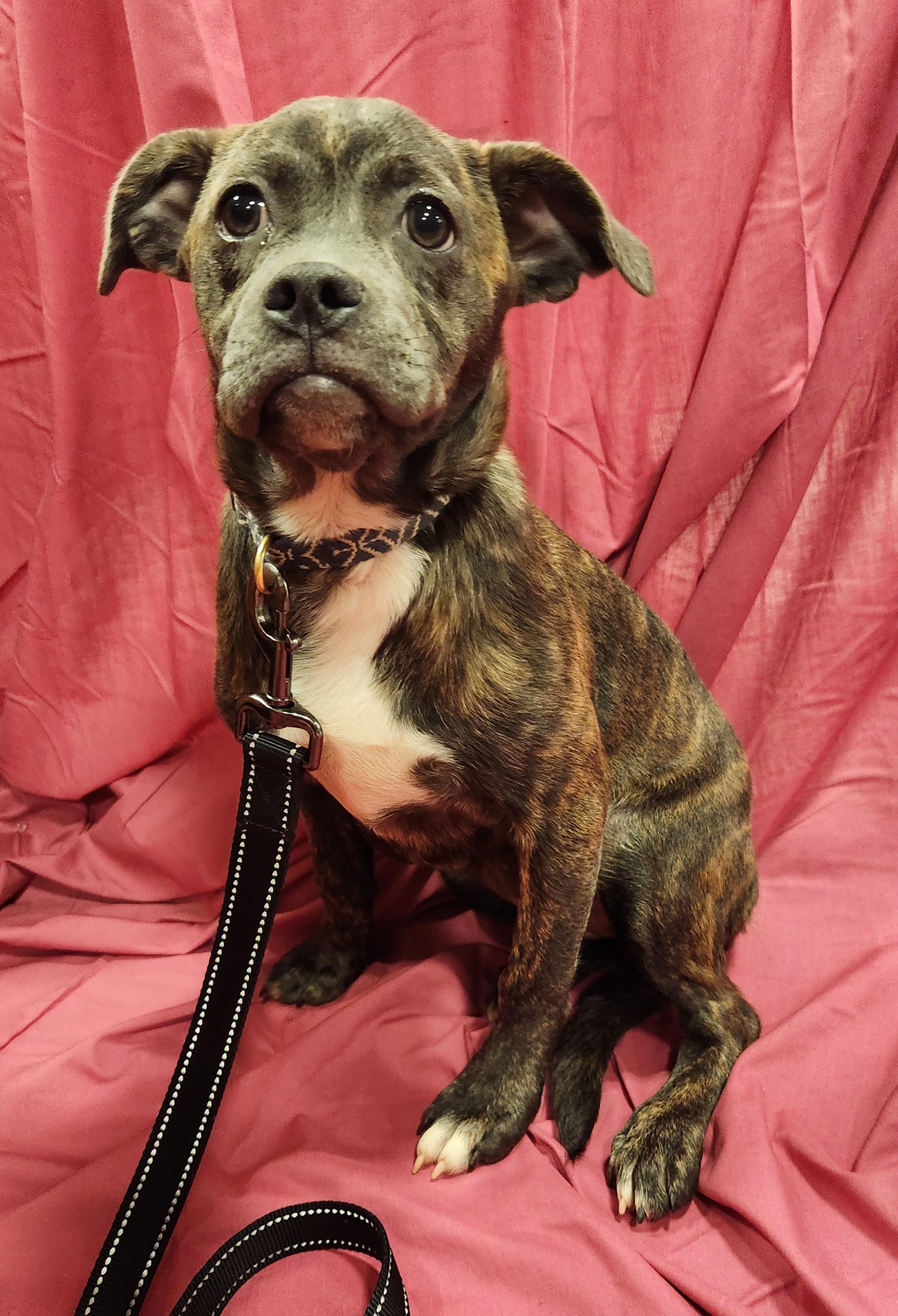 Lucy, a ADOPTABLE mixed breed in Baton Rouge, LA image 5/6