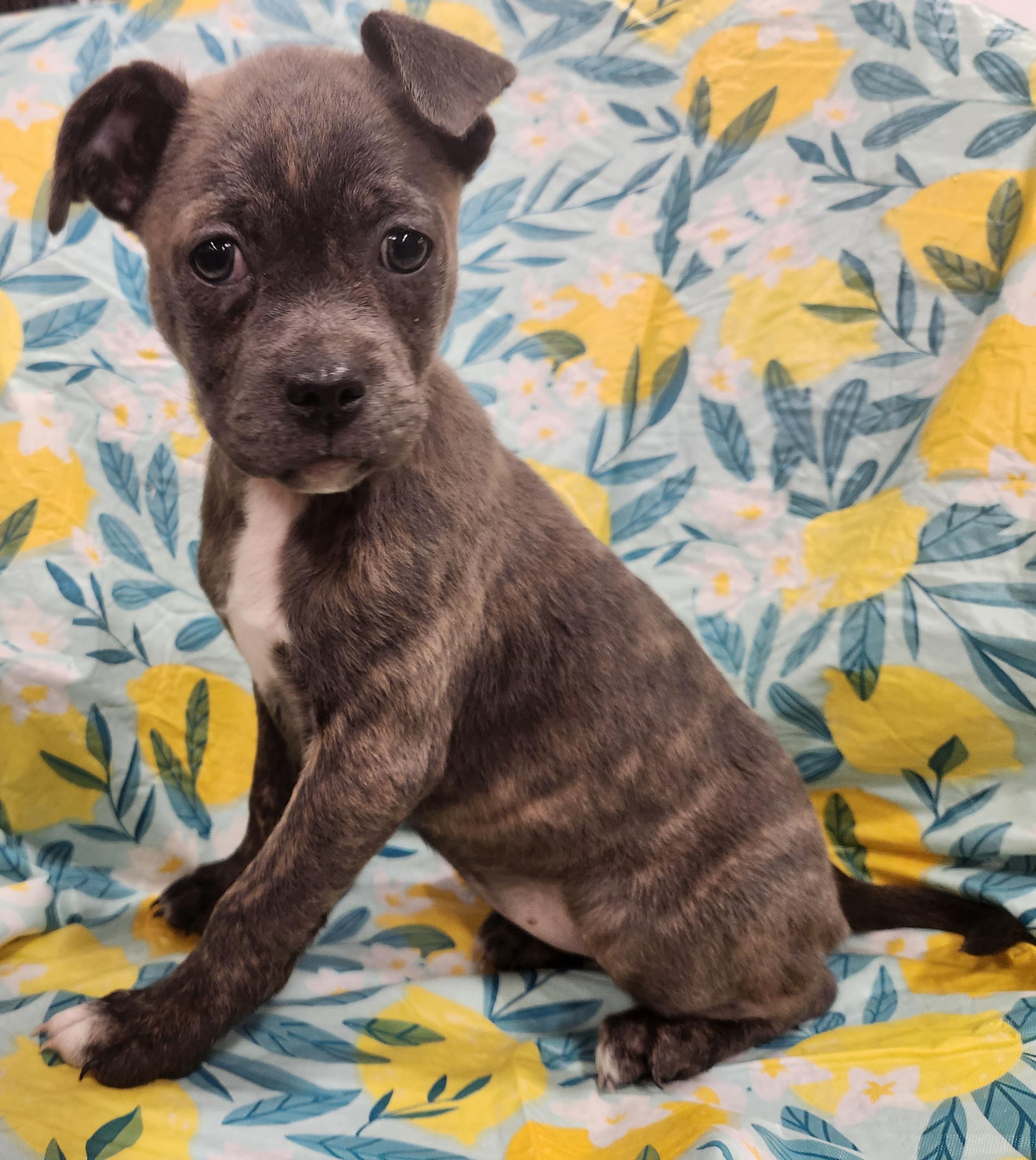 Enlarge Lucy Taking Applications Only , a ADOPTABLE mixed breed in Baton Rouge, LA image 2/4