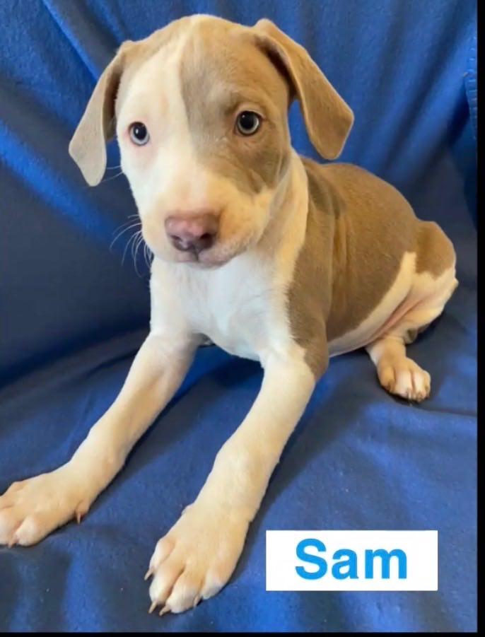 Enlarge Sam, a Adoptable Pit Bull Terrier in Burton, MI image 1/1