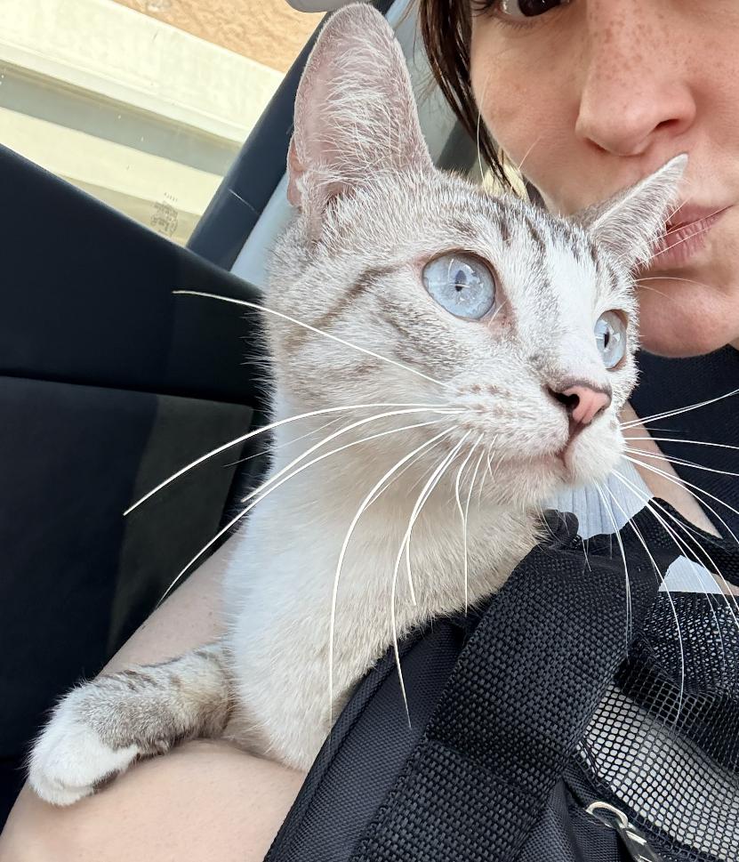 Elsa, adopted, Adult Female Siamese & Domestic Short Hair.