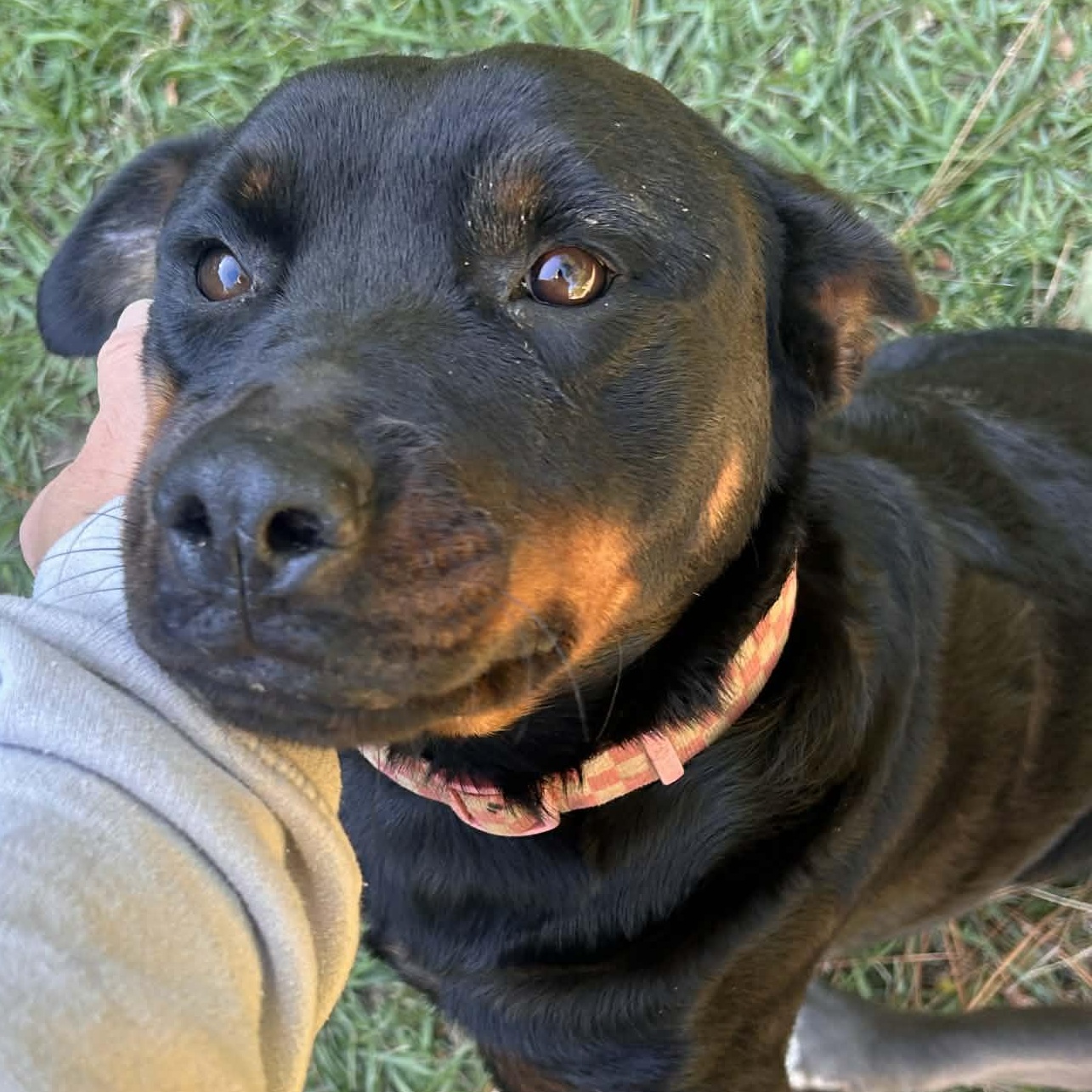 Sassy, Adoptable, Young Female Rottweiler.