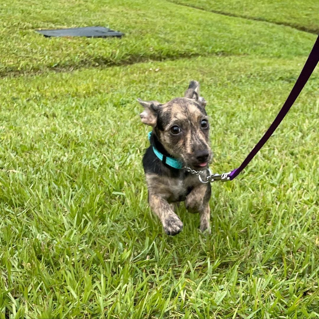 Peter, a Adopted mixed breed in Port Saint Lucie, FL image 1/10
