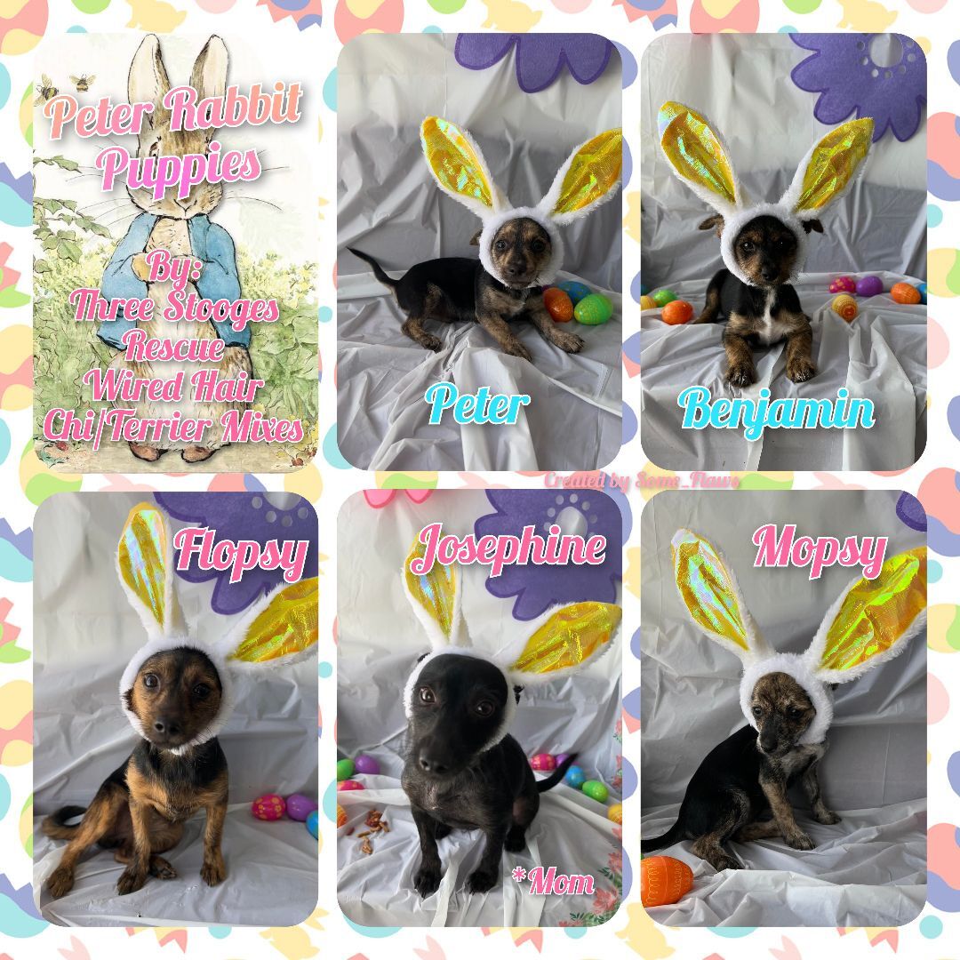 Peter, a Adopted mixed breed in Port Saint Lucie, FL image 2/10