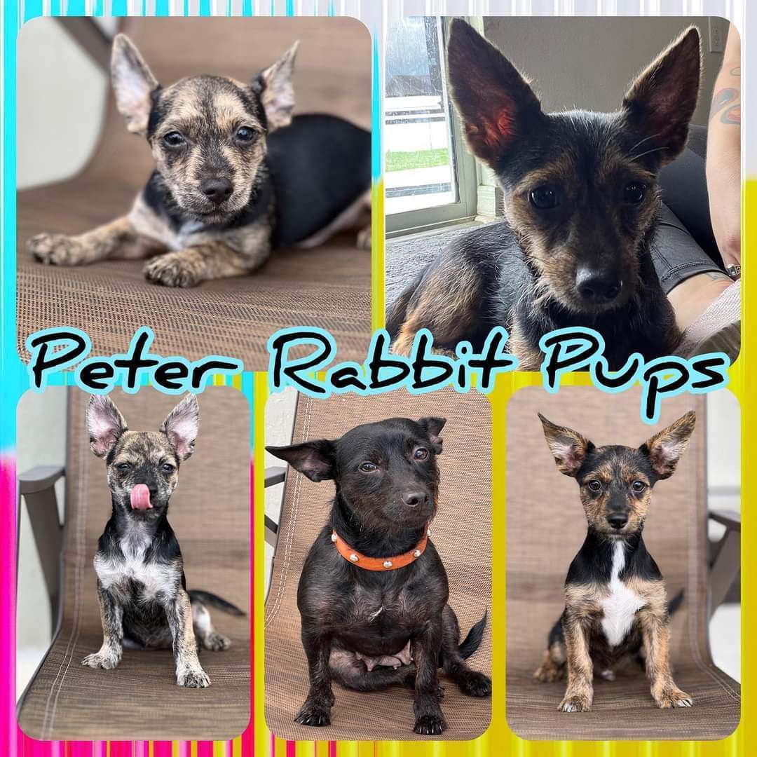 Peter, a Adopted mixed breed in Port Saint Lucie, FL image 3/10
