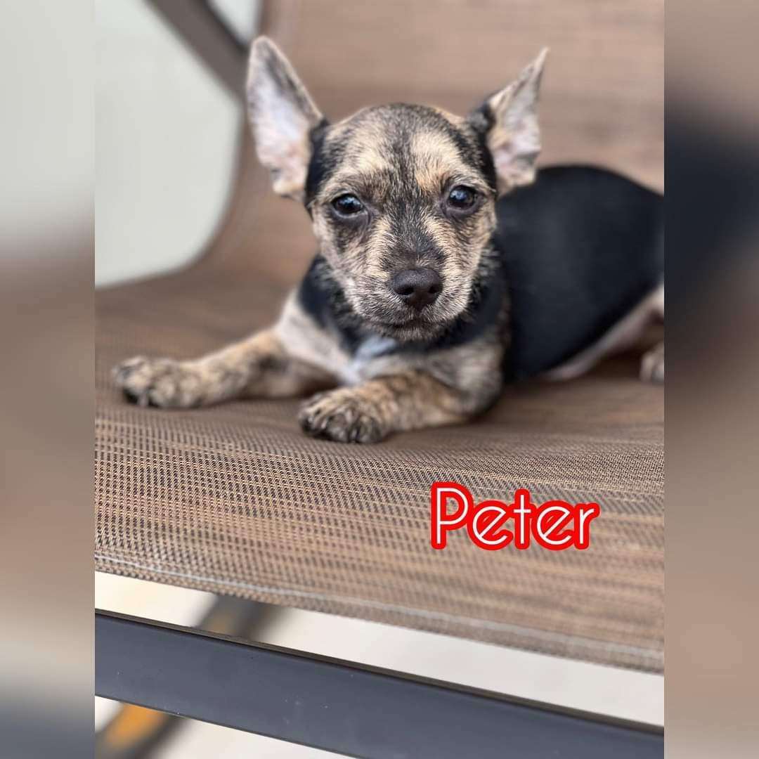 Peter, a Adopted mixed breed in Port Saint Lucie, FL image 4/10