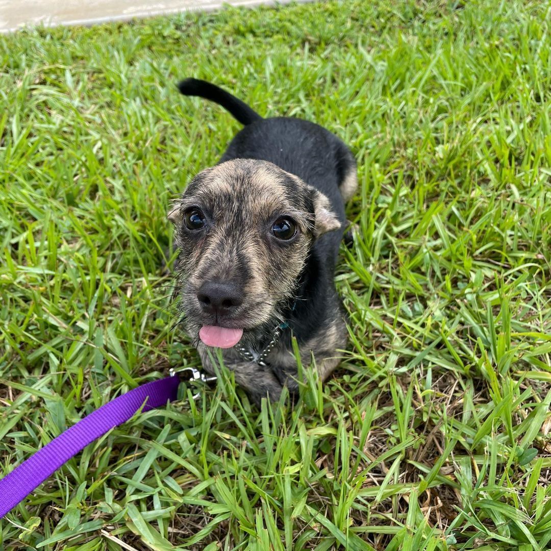 Peter, a Adopted mixed breed in Port Saint Lucie, FL image 5/10